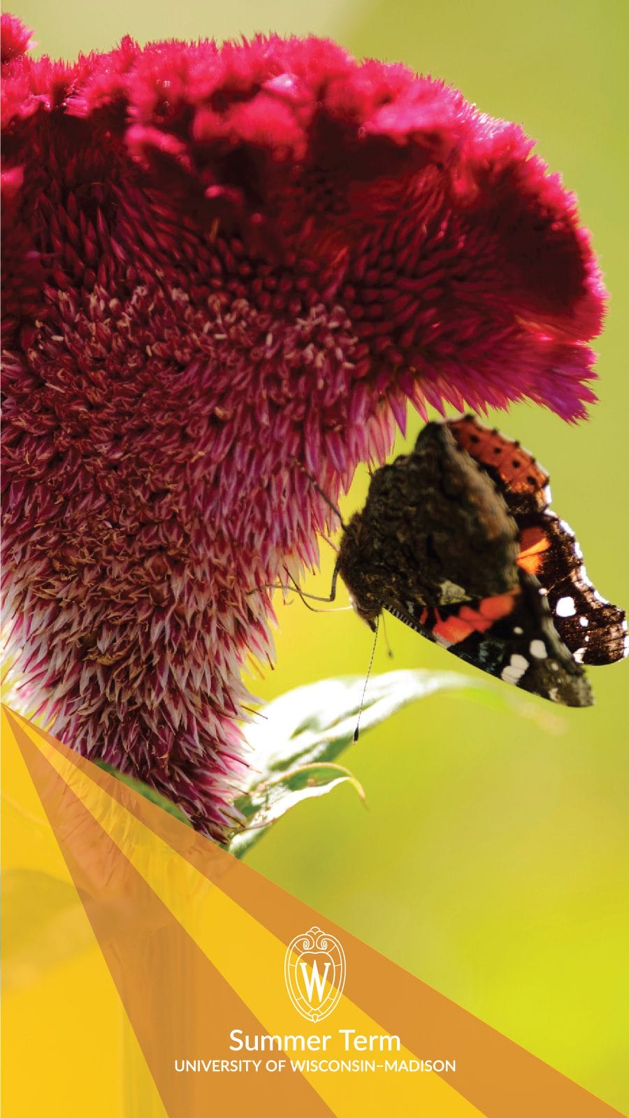 Desktop background photo of a butterfly perched on a flower