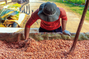 A farmer stirring a bin of fresh cocoa beans