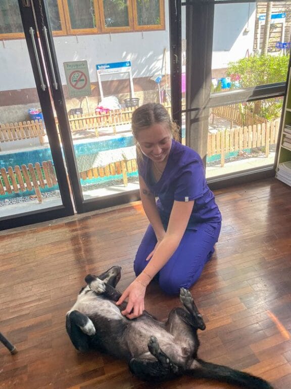 Summer Term student in blue scrubs scratching a stray dogs stomach while smiling